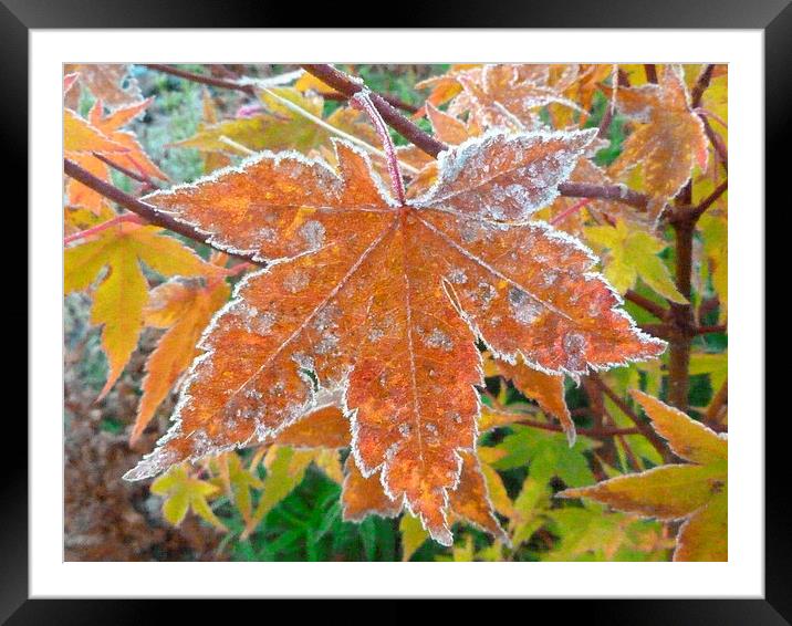 Frosty Acer Tree Leaves Framed Mounted Print by Stephen Cocking