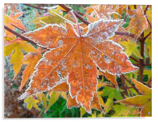 Frosty Acer Tree Leaves Acrylic by Stephen Cocking
