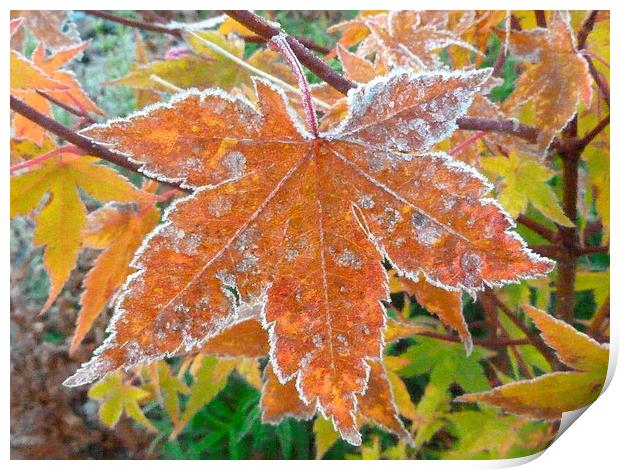 Frosty Acer Tree Leaves Print by Stephen Cocking