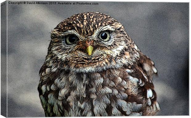 LITTLE OWL Canvas Print by David Atkinson