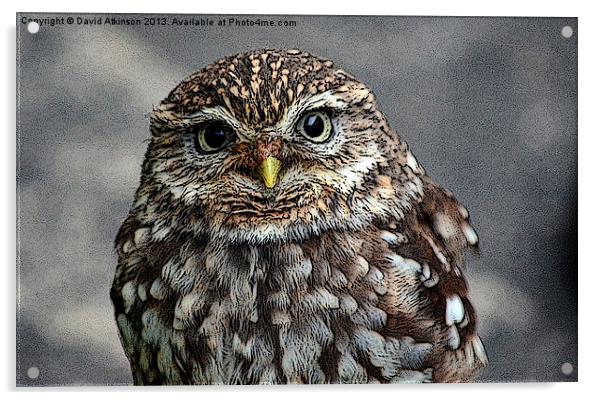 LITTLE OWL Acrylic by David Atkinson