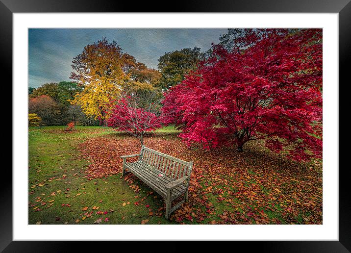 Autumn in the Park Framed Mounted Print by Adrian Evans