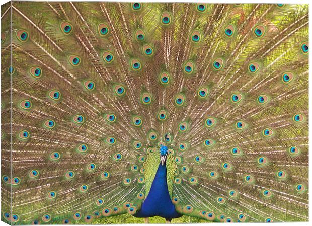 Peacock Canvas Print by John Sugg