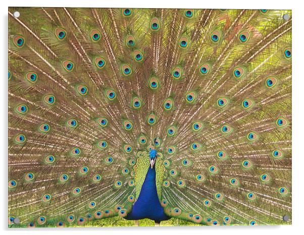 Peacock Acrylic by John Sugg