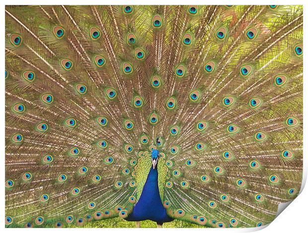 Peacock Print by John Sugg