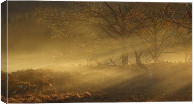 Autumn mist. Canvas Print by John Cameron