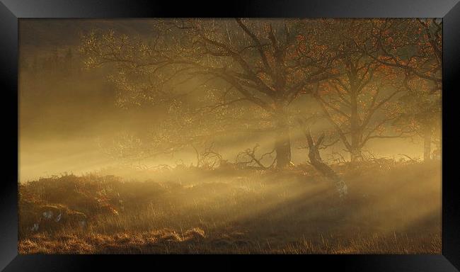 Autumn mist. Framed Print by John Cameron