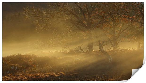 Autumn mist. Print by John Cameron
