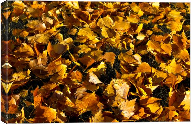 Golden Autumn Leaves Canvas Print by David Pyatt