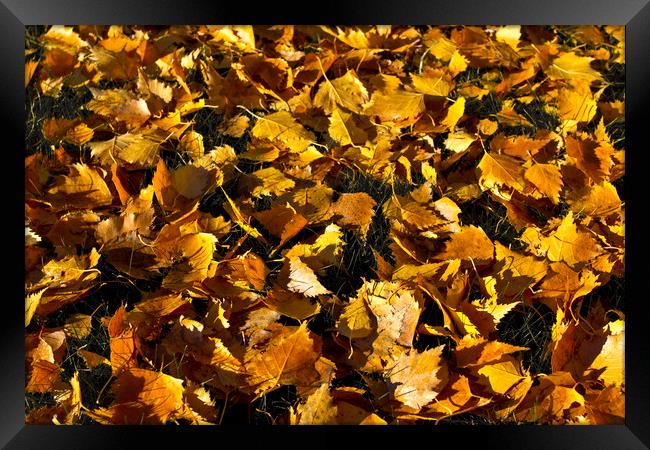 Golden Autumn Leaves Framed Print by David Pyatt