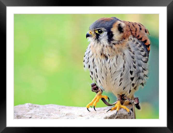 American Kestrel Framed Mounted Print by leonard alexander