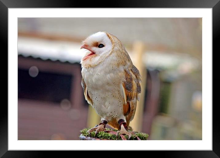 Barn Owl Framed Mounted Print by leonard alexander