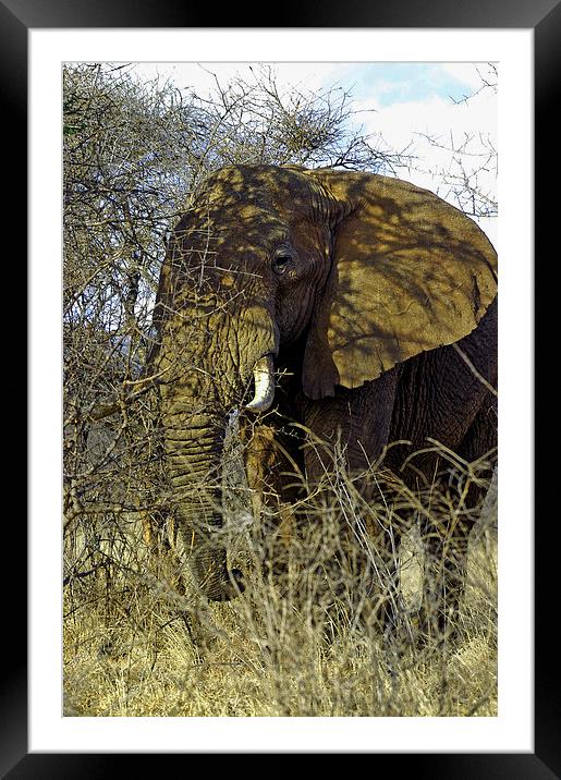 JST2714 African Bull Elephant Framed Mounted Print by Jim Tampin