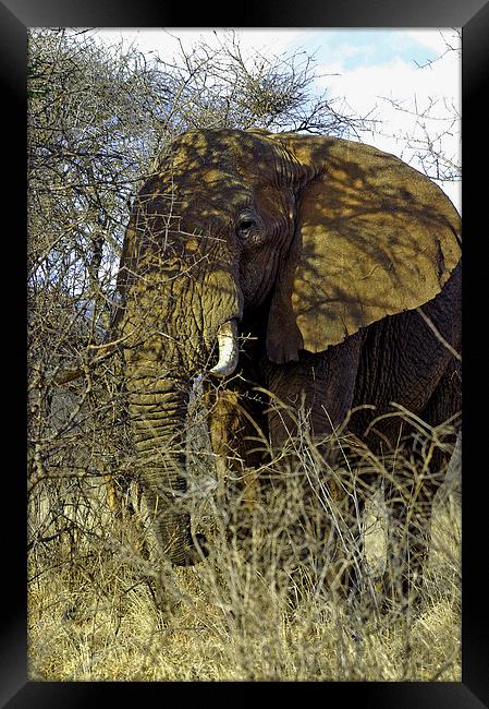 JST2714 African Bull Elephant Framed Print by Jim Tampin