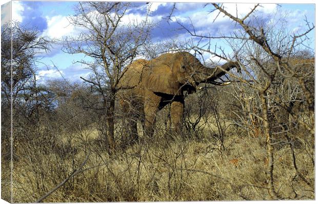 JST2715 African Bull Elephant Canvas Print by Jim Tampin