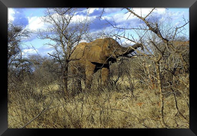 JST2715 African Bull Elephant Framed Print by Jim Tampin