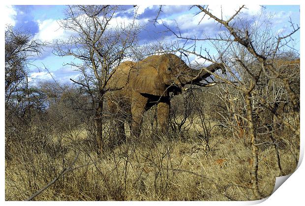 JST2715 African Bull Elephant Print by Jim Tampin