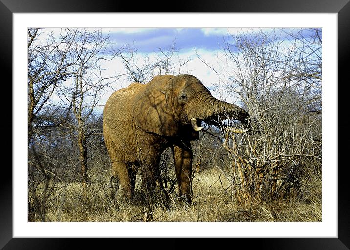 JST2716 African Bull Elephant Framed Mounted Print by Jim Tampin