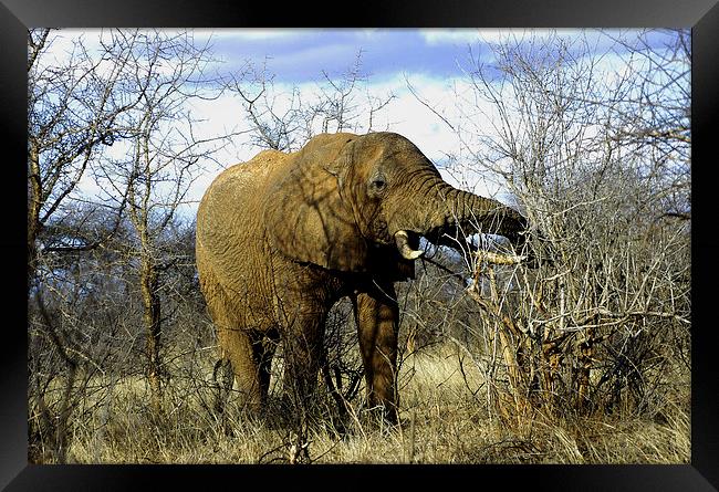 JST2716 African Bull Elephant Framed Print by Jim Tampin