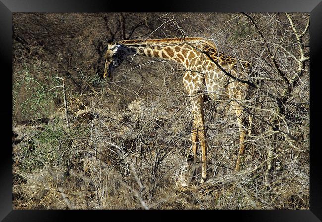 JST2719 Masai Giraffe Framed Print by Jim Tampin