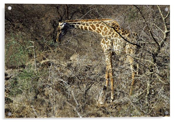 JST2719 Masai Giraffe Acrylic by Jim Tampin