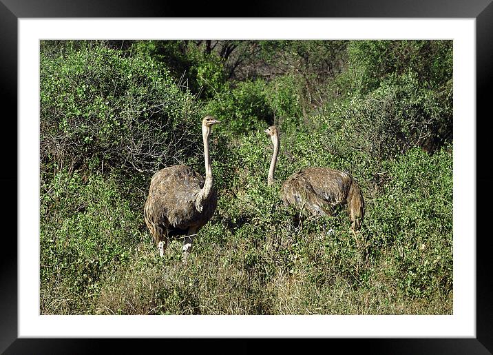 JST2720 A pair of female Ostrich Framed Mounted Print by Jim Tampin
