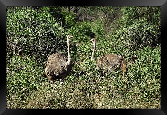 JST2720 A pair of female Ostrich Framed Print by Jim Tampin