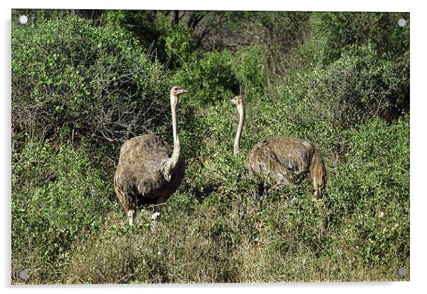 JST2720 A pair of female Ostrich Acrylic by Jim Tampin