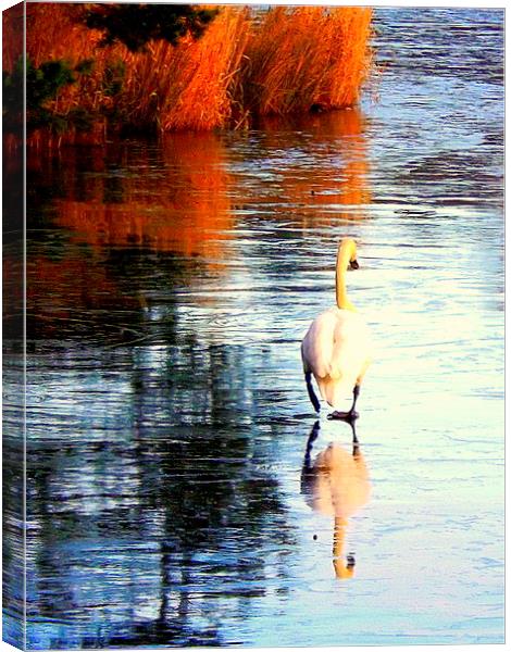 The Lonely Cold Swan ! Canvas Print by Bill Lighterness
