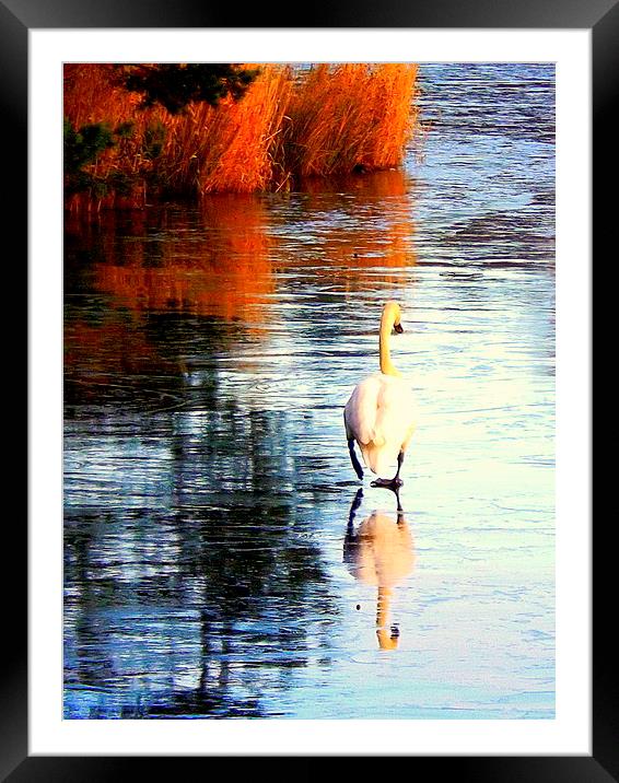The Lonely Cold Swan ! Framed Mounted Print by Bill Lighterness
