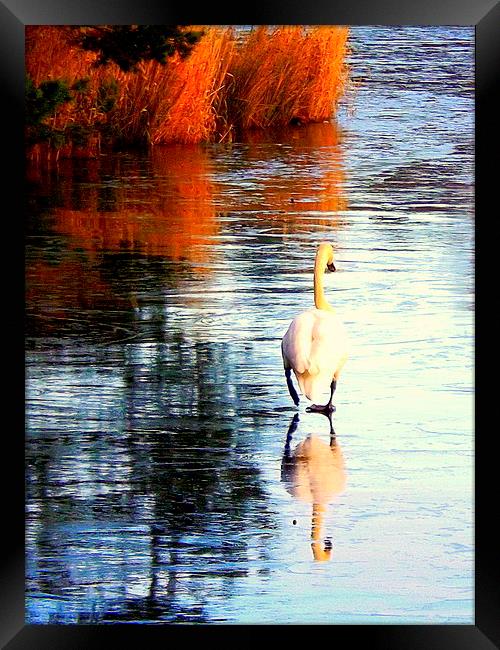 The Lonely Cold Swan ! Framed Print by Bill Lighterness