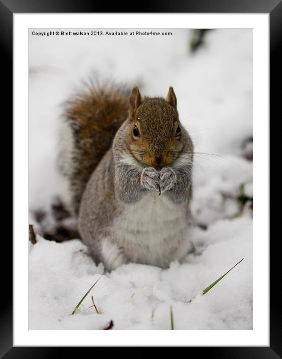 squirrel in the snow Framed Mounted Print by Brett watson