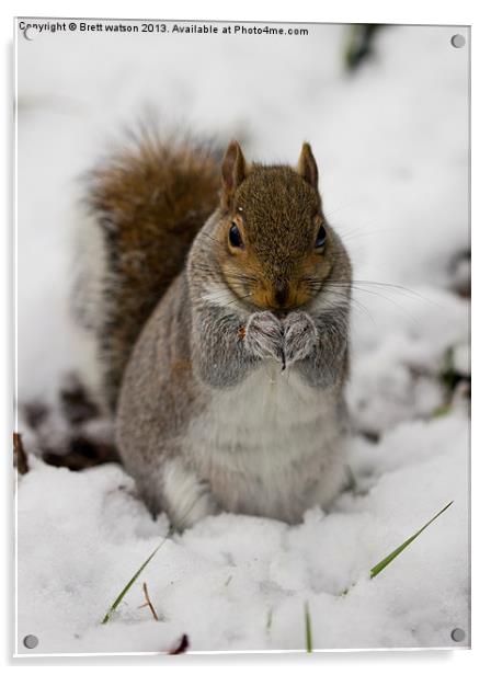 squirrel in the snow Acrylic by Brett watson