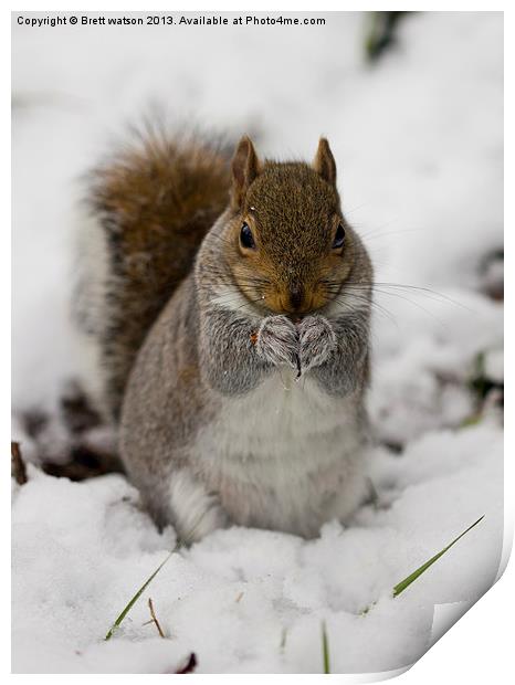 squirrel in the snow Print by Brett watson