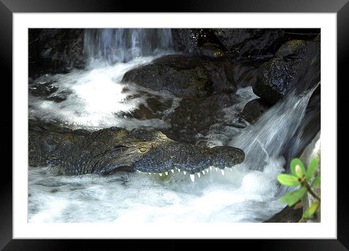 JST2723 crocodile fishing Framed Mounted Print by Jim Tampin