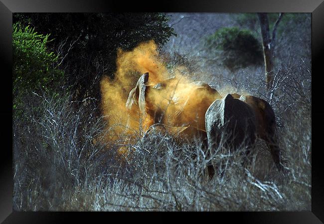 JST2725 Elephant takes a dust bath Framed Print by Jim Tampin