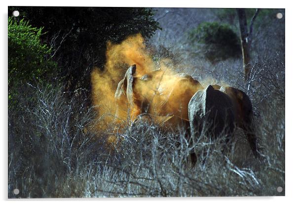 JST2725 Elephant takes a dust bath Acrylic by Jim Tampin