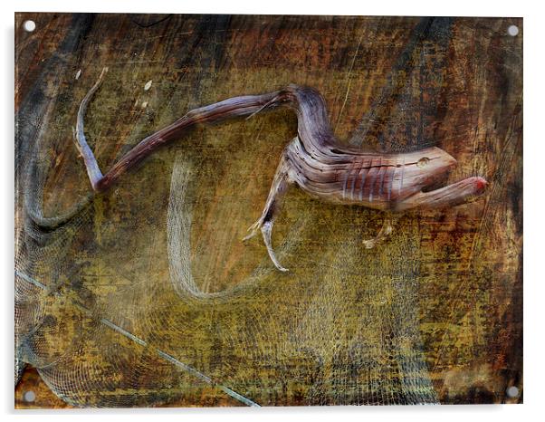 Lurking About Acrylic by Judy Hall-Folde