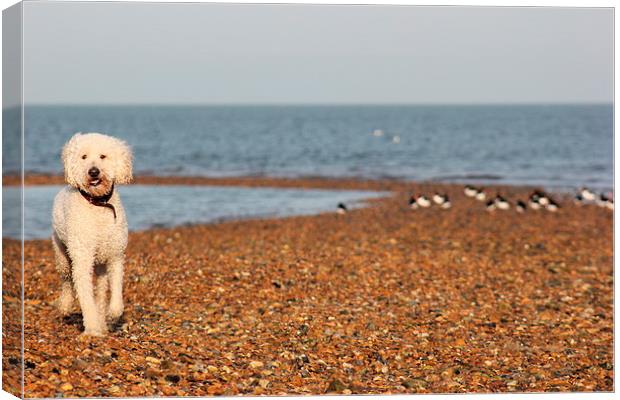 Dog at beach Canvas Print by Claire Colston