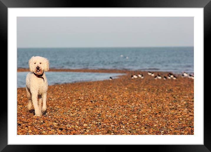 Dog at beach Framed Mounted Print by Claire Colston