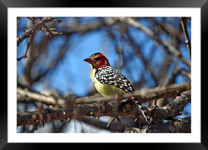 JST2728 Red and Yellow Barbet Framed Mounted Print by Jim Tampin