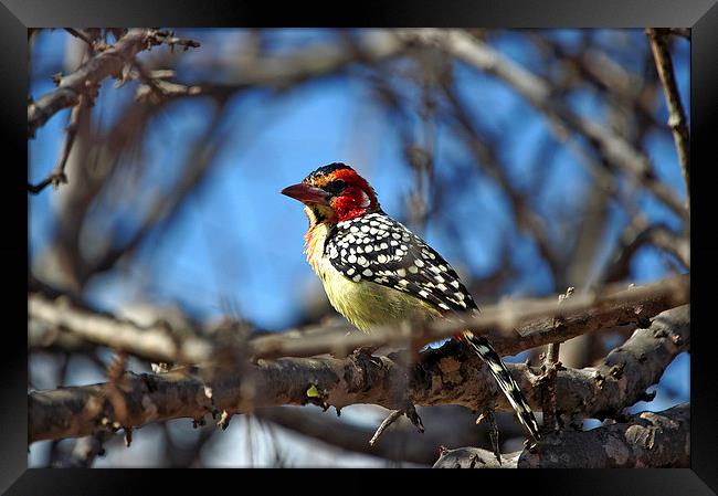 JST2728 Red and Yellow Barbet Framed Print by Jim Tampin