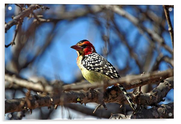 JST2728 Red and Yellow Barbet Acrylic by Jim Tampin