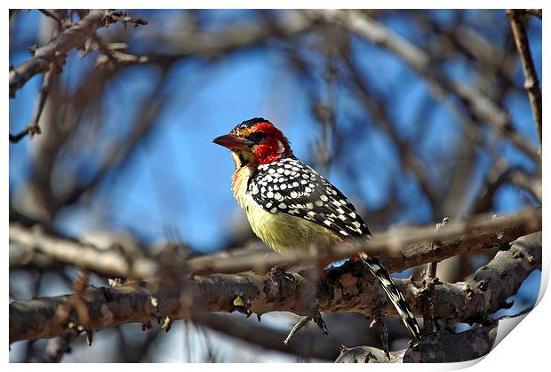 JST2728 Red and Yellow Barbet Print by Jim Tampin