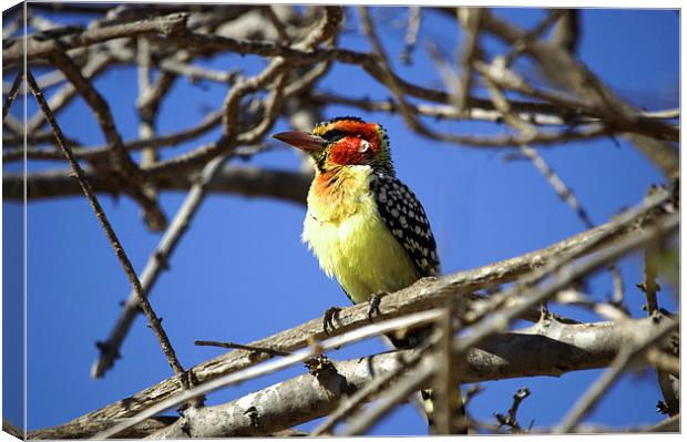 JST2729 Red and Yellow Barbet Canvas Print by Jim Tampin