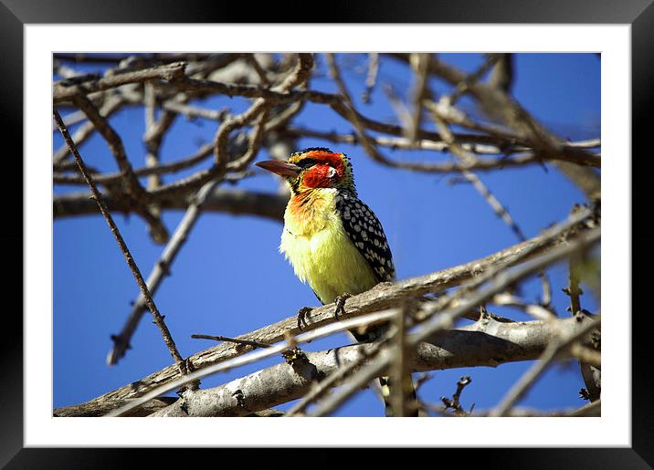 JST2729 Red and Yellow Barbet Framed Mounted Print by Jim Tampin