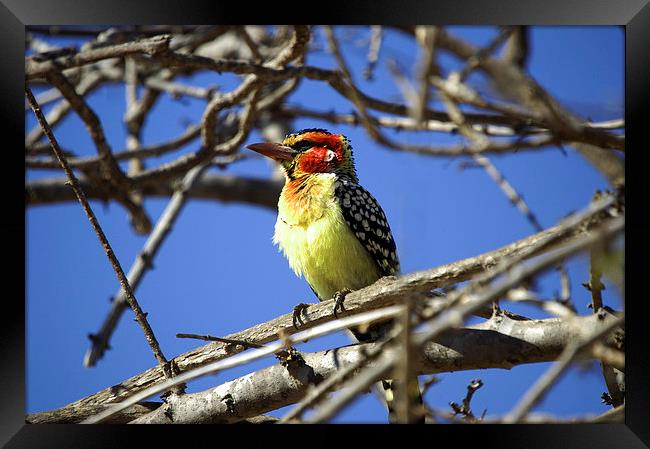 JST2729 Red and Yellow Barbet Framed Print by Jim Tampin