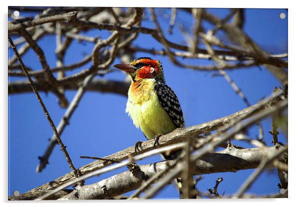 JST2729 Red and Yellow Barbet Acrylic by Jim Tampin