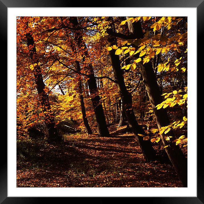 Natures Gold Framed Mounted Print by James Mc Quarrie
