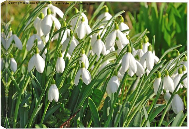 Snowdrops in the English countryside Canvas Print by Diana Mower